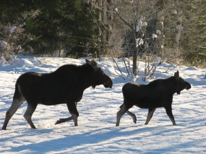 moose_Sandpoint_Idaho